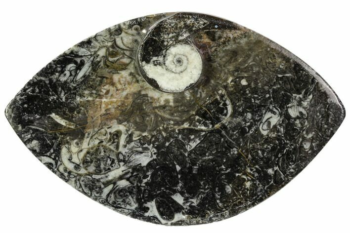 Wide, Fossil Goniatite Dish - Morocco #106702